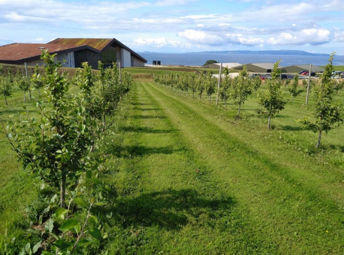 Apple Trees