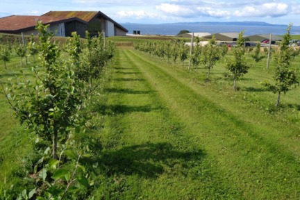 Apple Trees