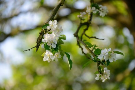 Calvados Apple Flowers