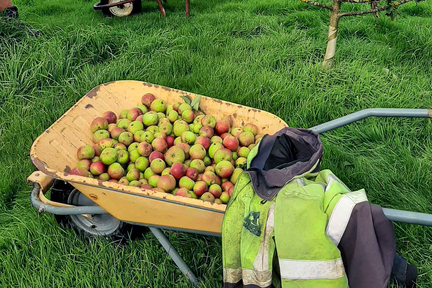 Apple harvest
