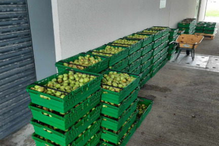 Collected apples at Lagg