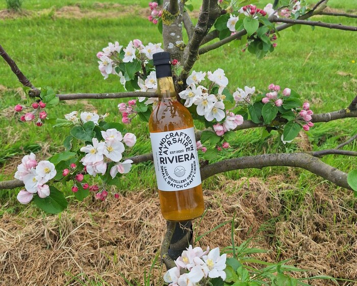 Cider in orchard tree