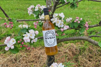 Cider in orchard tree