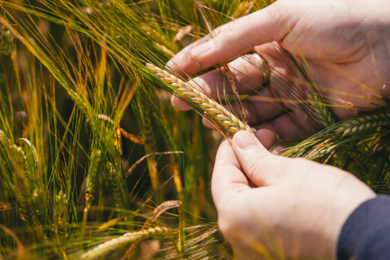 Arran Barley 1